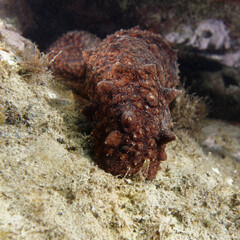 Cotton-spinner (Holothuria tubulosa) in Mediterranean Sea