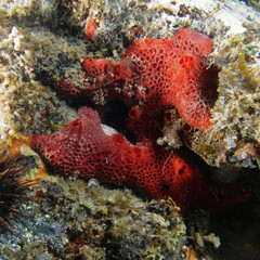 Naklejka na ściany i meble Red encrusting sponge (Hamigera hamigera) in Mediterranean Sea