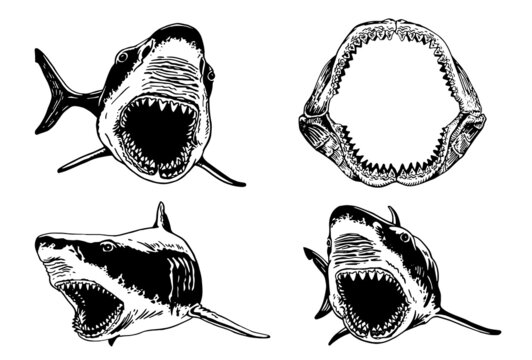 Graphical collection of sharks and megalodon jaw on white background isolated,vector elements