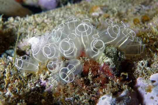 Transparent seasquirts (Clavelina lepadiformis)