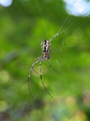 spider on a web
