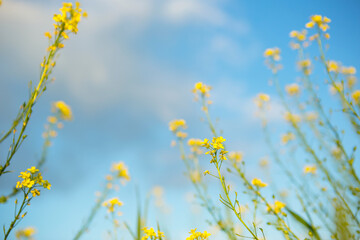 Obraz premium Yellow wildflowers of rapeseed, buckwheat in summer against a blue sky. Summer time, spring, flowering, fragrance. Cultivation of natural agriculture. Sunny background, freedom, serenity.