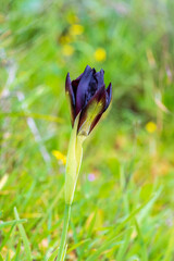 Blooming black irises closeup on a blurred background. selective focus