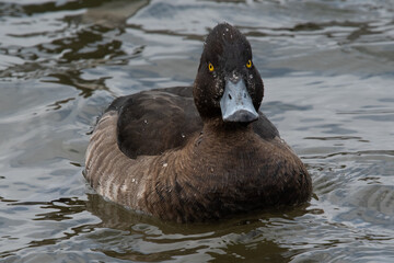 キンクロハジロ