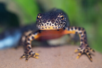 Ichthyosaura alpestris is a species of newt native to continental Europe 