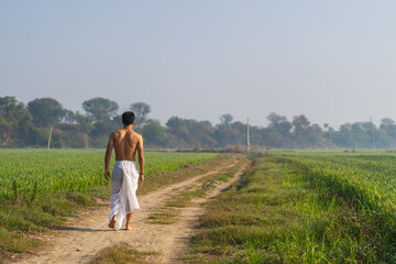 Young indian man walking in the green fields in a white dhoti. Agricultural and farmer concept.