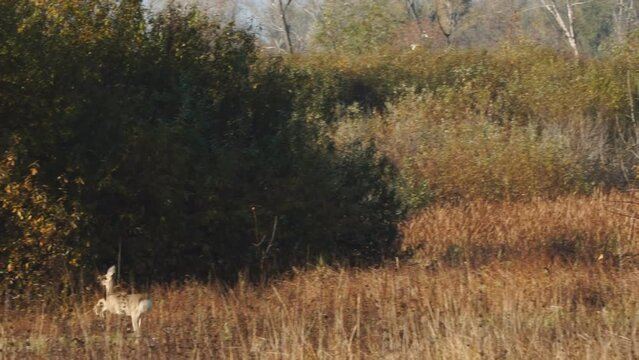 The roe deer runs jumping along the bushes. Soft focus