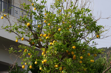 Fototapeta na wymiar Lemon tree with lots of yellow ripe fruits (Rhodes, Greece)
