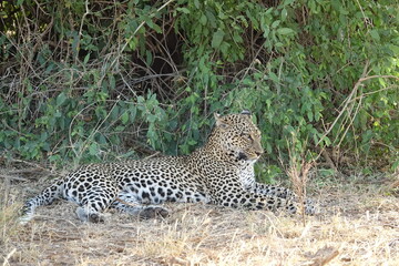Fototapeta na wymiar Leopard Samburu National Reserve Kenia