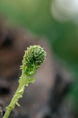 close up of fern leaf