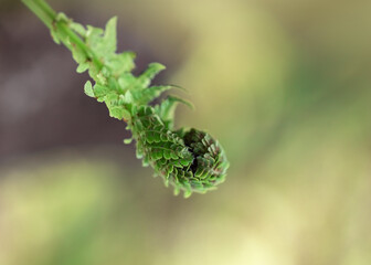 close up of a fern