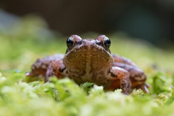 Front view of an Iberian Frog in the moss 