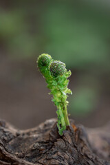 fern leaf in the forest
