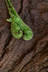 fern leaf on a tree
