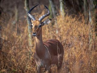 impala in the savannah