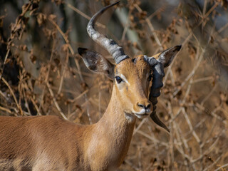 male impala antelope