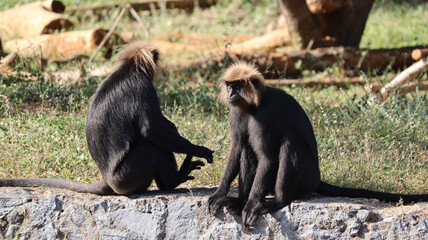 lion tailed macaque sit in the ground. wit blur background