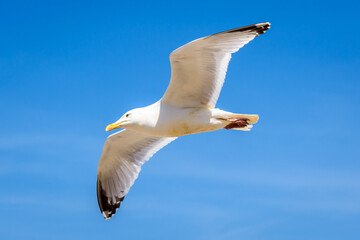 An adult herring gull (Larus argentatus) gliding in flight against blue sky.