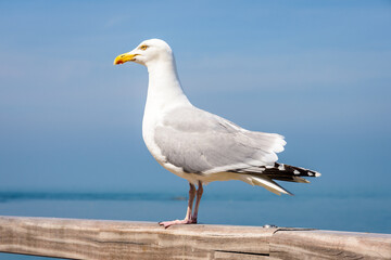 An adult herring gull (Larus argentatus) perched on a wooden railing at the seaside.