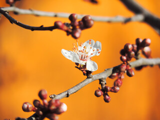branch of plum tree with first small white petals of opened flower and closed rounded dense buds on...