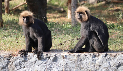 lion tailed macaque sit in the ground. wit blur background