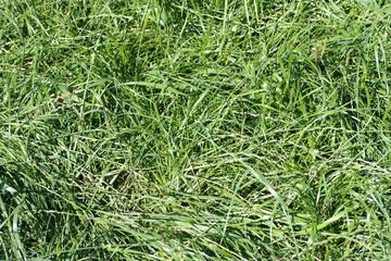 green grass at dry sunny summer day