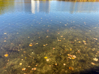 Yellow Maple Leafs on Water at Dry Sunny Autumn Day