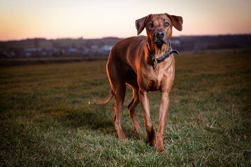Rhodesien Ridgeback in the field. Hount on green grass. Sunset Dog