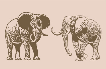 Graphical vintage set of elephants , Asian and African animal. Vector elephant 