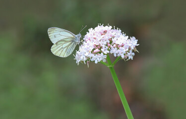 Pseudo-White butterfly (Pieris pseudorapae) on valerian plant ( Valeriana officinalis )