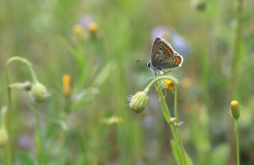 Many-eyed Brown Butterfly (Polyommatus agestis) on plant