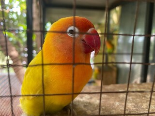 A love bird taking selfie in her nesting cage during summer time