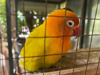 A love bird taking selfie in her nesting cage during summer time