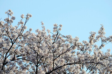 青空と桜