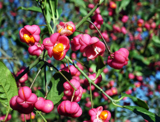 Netherlands. Red berries in the dunes of Scheveningen