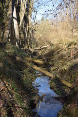umgefallene Bäume in der Wolfsschlucht