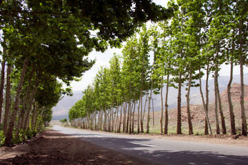 Road among the trees