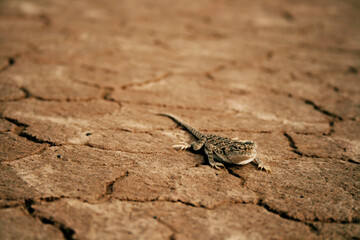 lizard on the ground or desert