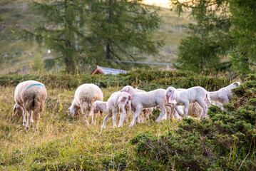 Naklejka na ściany i meble September 2021, Italy. Sweet lambs run in a green meadow