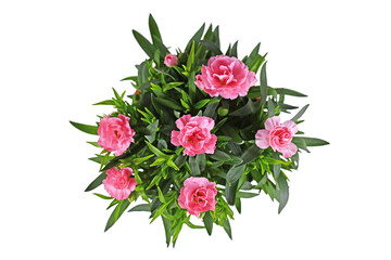 Top view of pink Dianthus flowers on white background