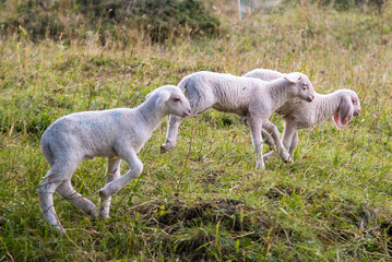 Obraz na płótnie Canvas September 2021, Italy. Sweet lambs run in a green meadow