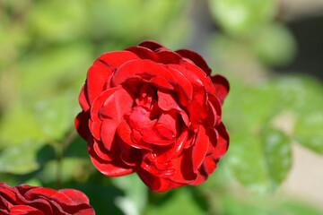 Floribunda rose Nina Weibull