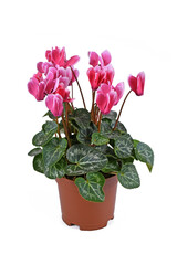 Naklejka na ściany i meble Pink blooming 'Cyclamen Persicum' flowers in basket pot on white background