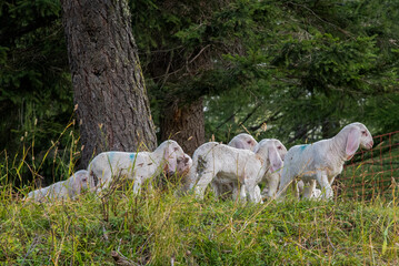 
September 2021, Italy. Sweet lambs run in a green meadow