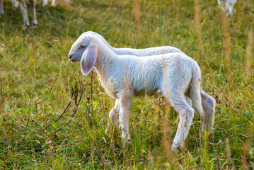 Plakat September 2021, Italy. Tender white lamb in a green meadow