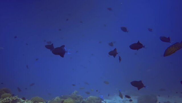 flock of different fishes swim near coral reef on bottom of sea. Maldives