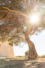 Punta de Cala Pi Mallorca Spanien