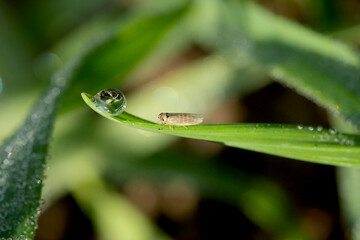 Leafhopper Macrosteles laevis on winter cereals. A leafhopper is the common name for any species from the family Cicadellidae - plant pest.