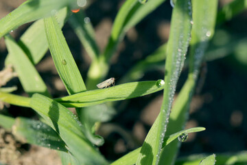 Leafhopper Macrosteles laevis on winter cereals. A leafhopper is the common name for any species from the family Cicadellidae - plant pest.