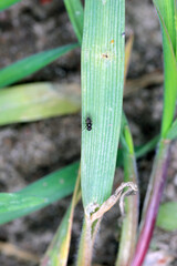 Oscinella frit is a European species of fly and member of the family Chloropidae. It is an agricultural pest causing damage to crops by boring into the young plants of oats, wheat, maize and barley.